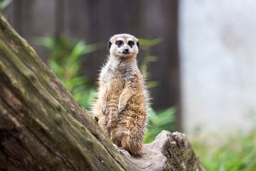 A meerkat at Ouwehands Zoo by Thomas Nijkamp