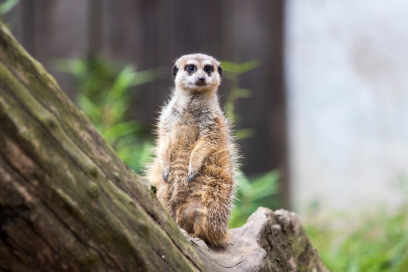 Een stokstaartje in Ouwehands Dierenpark van Thomas Nijkamp