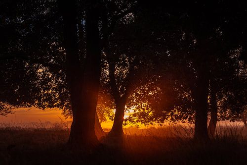 Zonsopkomst achter bomen op het Dwingelderveld
