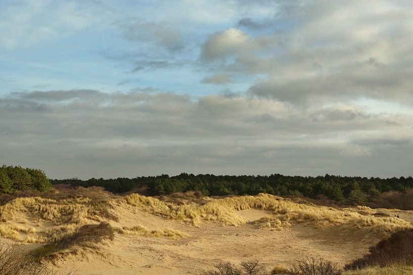 sanddunes and forest by Georges Hoeberechts