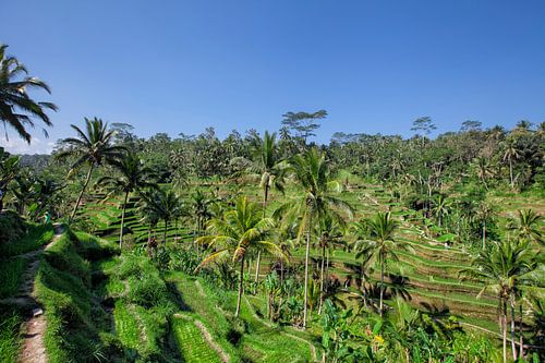 De Tegallalang rijstterrassen in Ubud izijn beroemd om zijn prachtige scènes van rijstvelden