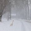 Eine Gans entlang einer verschneiten Baumallee von Peter Kuipers