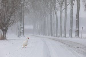 Eine Gans entlang einer verschneiten Baumallee