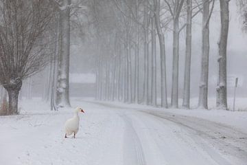 Eine Gans entlang einer verschneiten Baumallee