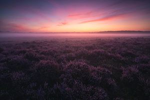 Lever de soleil sur la bruyère hollandaise 1 sur Vincent Fennis