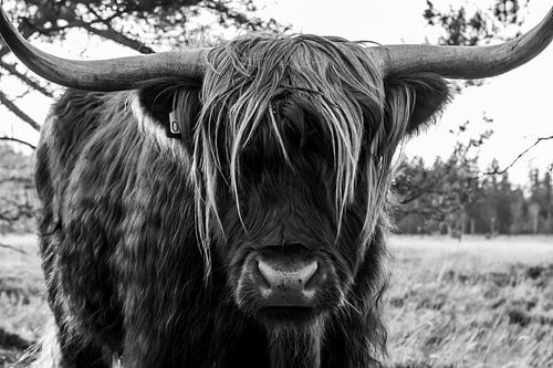 Scottish Highlander on the Strabrechtseheide