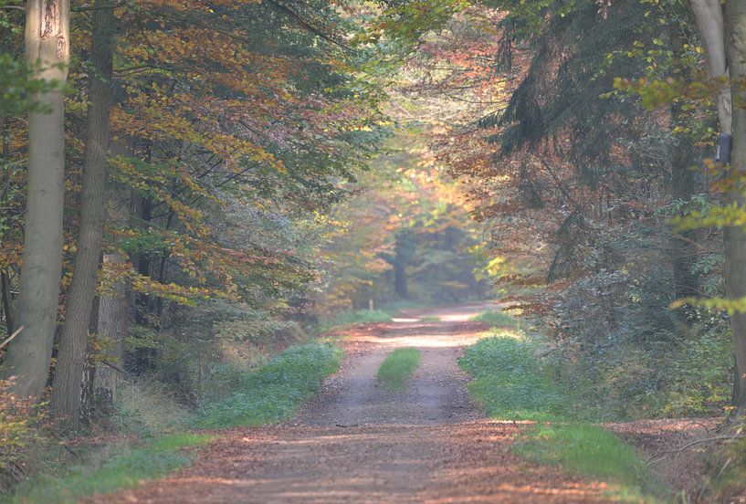 bospad twente by Petra De Jonge