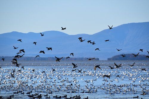De ganzen van de sneeuw op de rivier