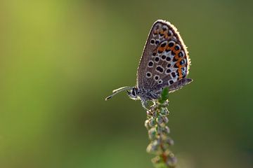 Azuré des bruyères sur Bastian Boogaard