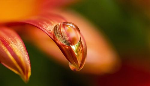 Bloemen met regendruppels