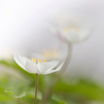 Fragile flowers in Spring (square sized) sur Jacqueline de Groot