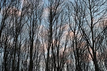 Trees with soft pink and blue sky by Foto Studio Labie