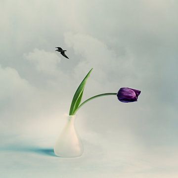 Oben in den Wolken mit einer lila Tulpe v2 von Mariska Vereijken