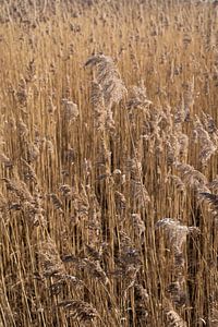 Schilfgras am Ufer eines Sees
