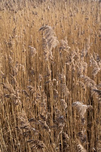 Reeds on the bank of a pond