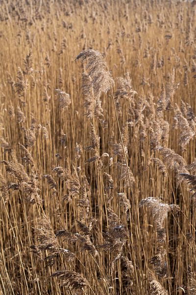 Pampas grass on the shore of a lake 1 by Adriana Müller