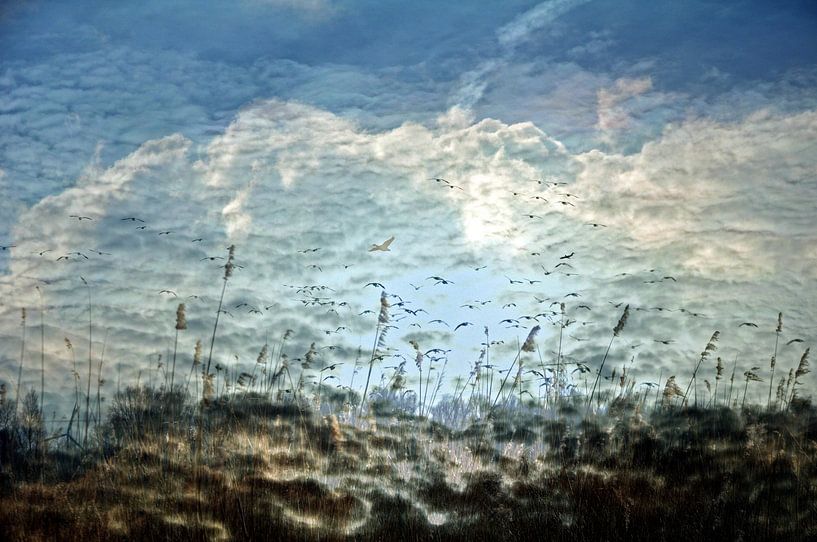 Oostvaardersplassen 1 by Els van Luijk