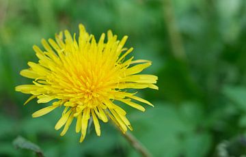 Paardenbloem in de spotlight van Spijks PhotoGraphics