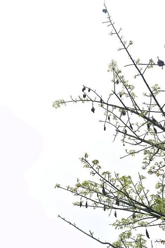 oberste Bäume von Arief Wiyandono