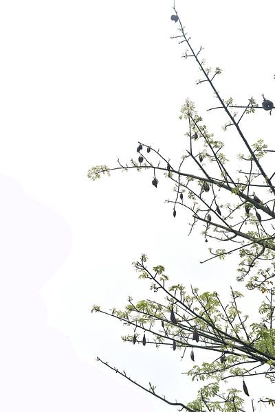 top trees by Arief Wiyandono