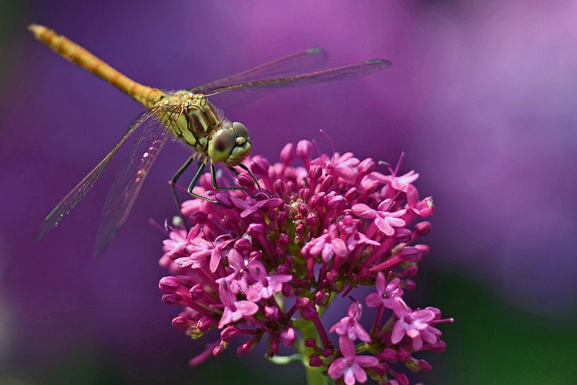 Steenrode heidelibel op Rode Spoorbloem van Tjamme Vis