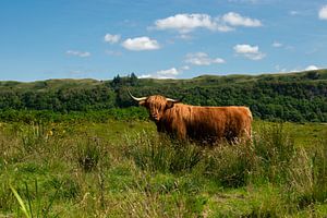 Scottish Highlander in seinem natürlichen Lebensraum in Schottland