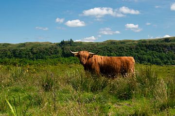 Schotse Hooglander in zijn natuurlijke omgeving in Schotland van Patrick Verhoef