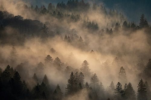 Arbres dans le brouillard