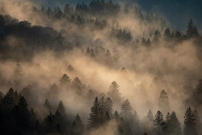 Bomen in de mist van Sam Mannaerts