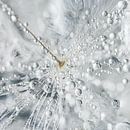 Droplets on a dandelion fluff by Marjolijn van den Berg thumbnail