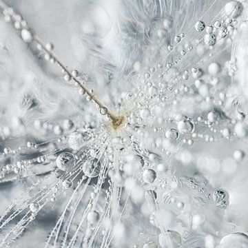 Droplets on a dandelion fluff by Marjolijn van den Berg