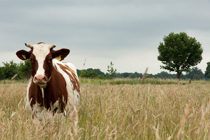 Vache no.9721 par Maarten Krabbendam