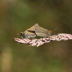 Gobemouche brun de l'olivier sur Matthias Brix