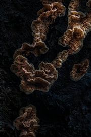 Auf Baumrinde wachsende Pilze von Kelvin Middelink