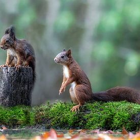 Trio of Squirrel - Squirrel by Luc De Cock