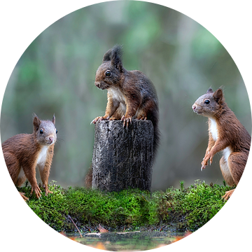 Trio van Eekhoorn - Squirrel van Luc De Cock