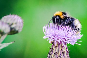 Enregistrement macro d'une abeille occupée sur un chardon sur Fotografiecor .nl