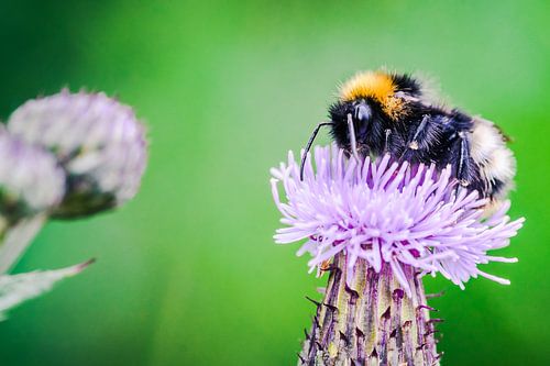 Macro opname van bezige bij op distel