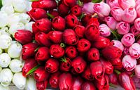 Tulpen von Anita Hermans Miniaturansicht