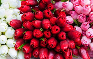 Bouquet de tulipes sur Anita Hermans