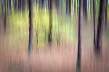 Creatieve verbeelding van bomen in het bos