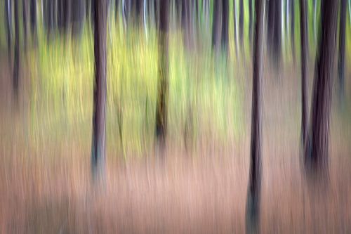 Creatieve verbeelding van bomen in het bos