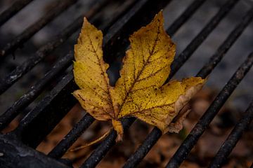 Maple leaf on the grill by Stefan Heesch