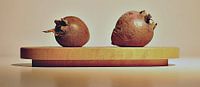Medlar (Mespilus germanica)