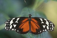Heliconius