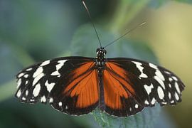 Heliconius by Sandra Groenescheij
