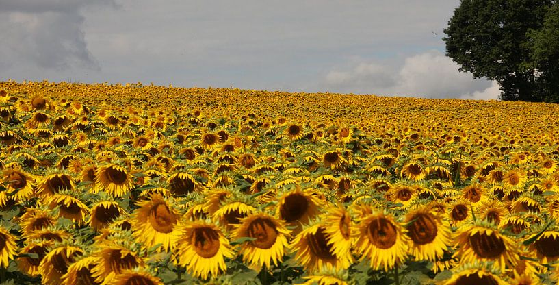 Zonnebloemen  par Janny Bergh