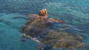 Landschildkröten Curaçao von Melissa vd Bosch