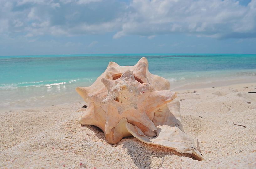 Muschel auf dem Sand vor dem Meer - Strandlandschaft von Carolina Reina Photography