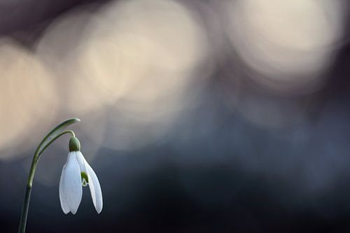 Sneeuwklokjes
